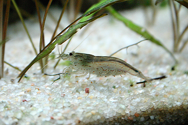 Caridina_japonica_08