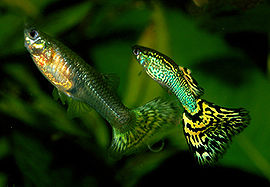 270px-Guppy_coppia_gialla